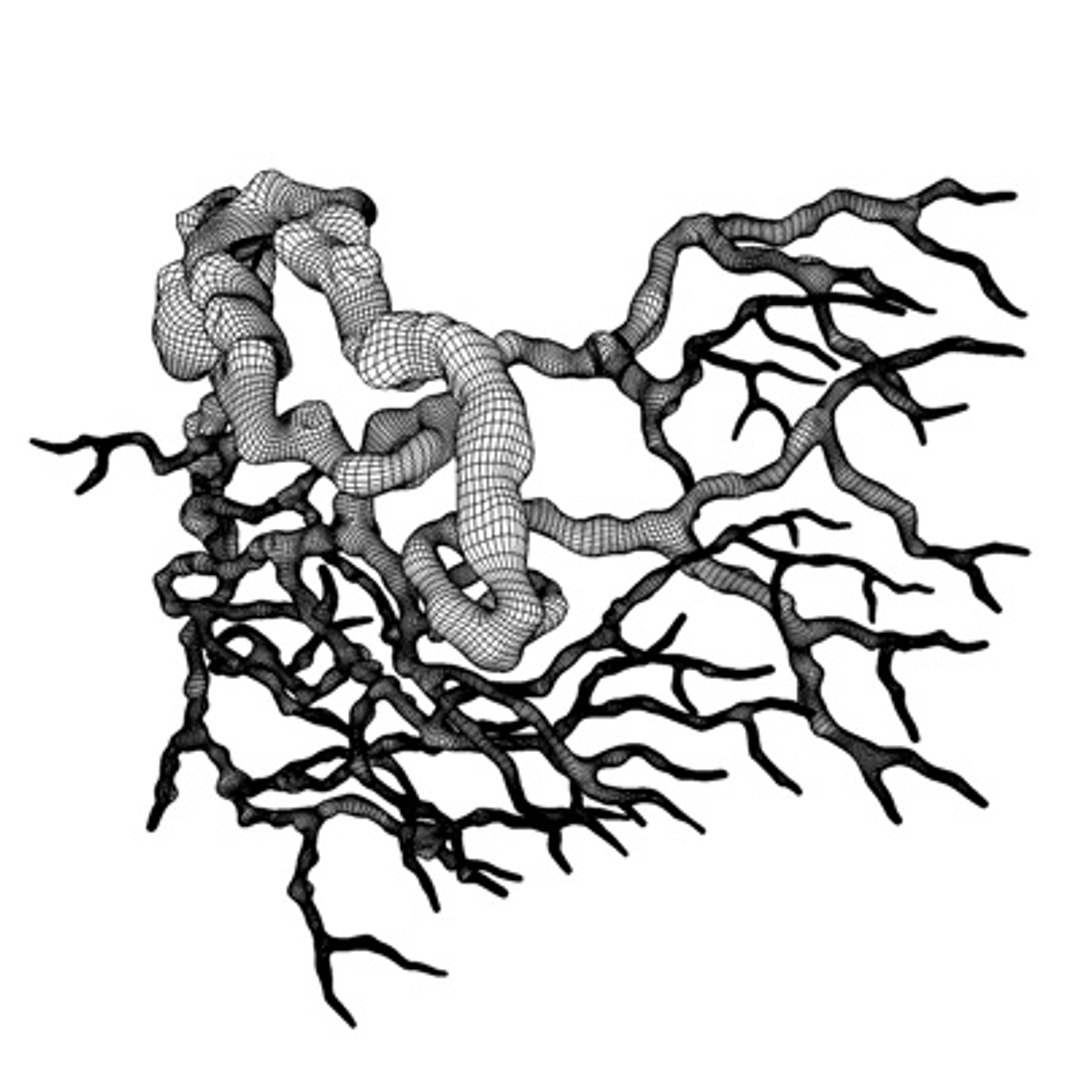 3d Model Roots