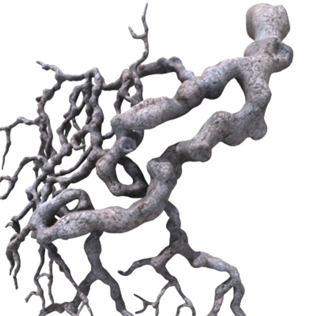 3d Model Roots