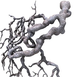 3d model roots