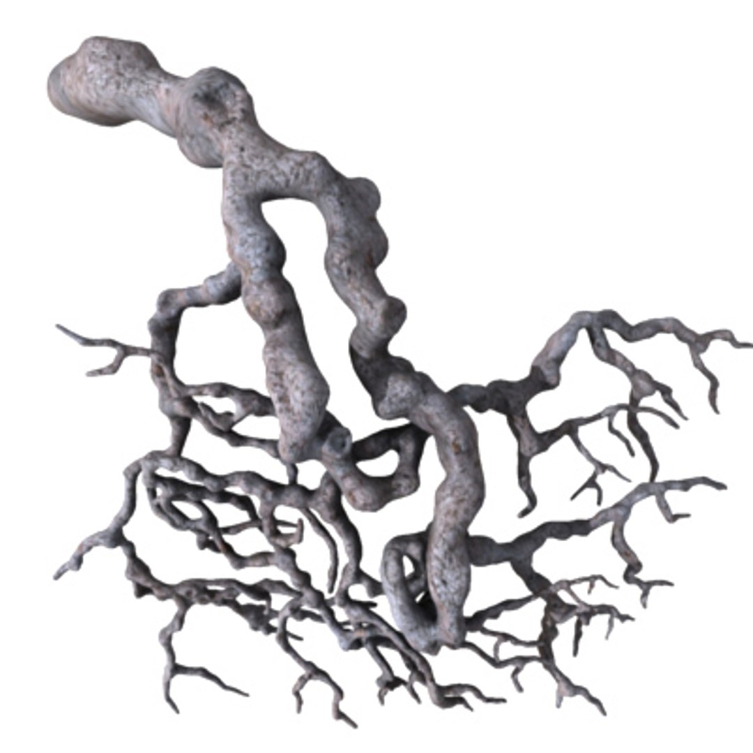 3d Model Roots