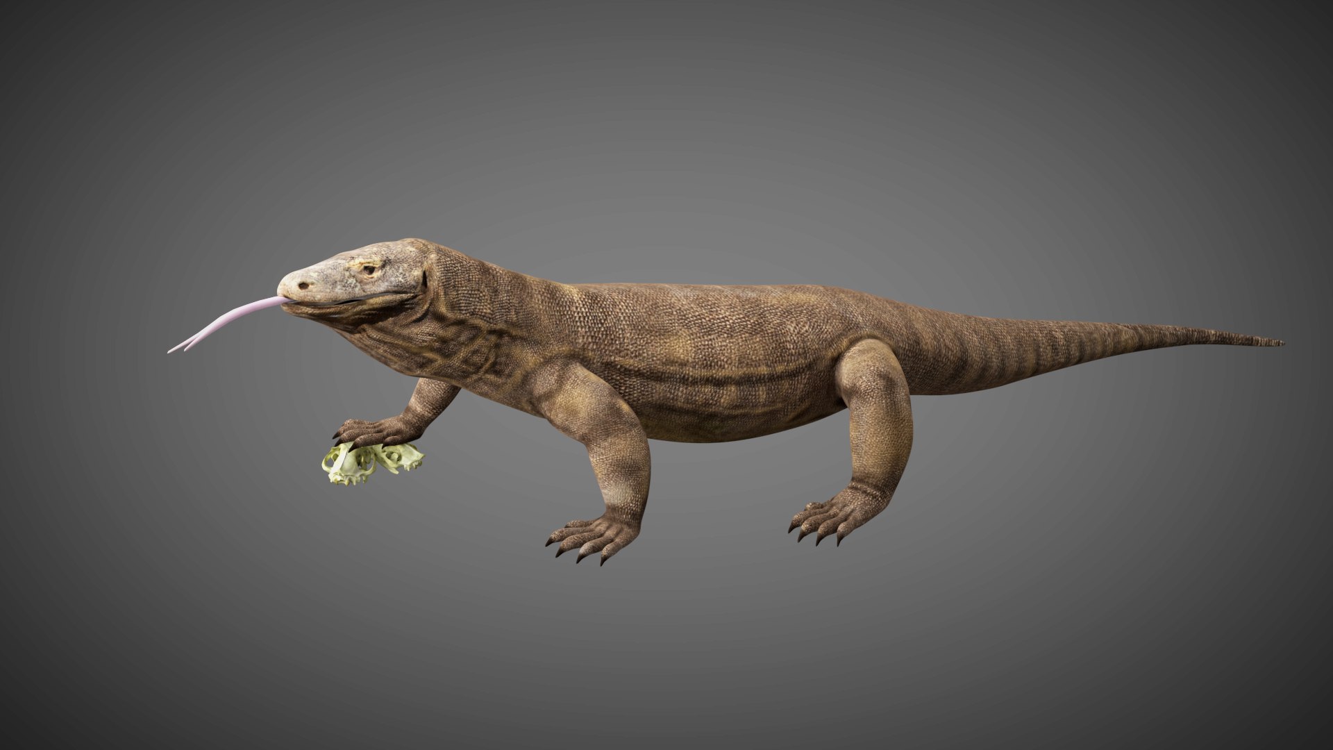 3d Komodo Dragon Rigged Model - Turbosquid 1582642