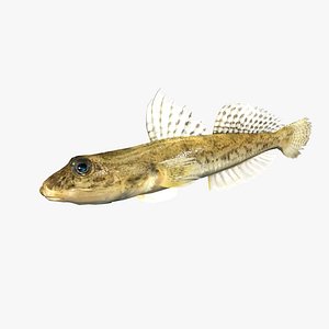 Yellowfin Goby - Mahaze - Acanthogobius flavimanus