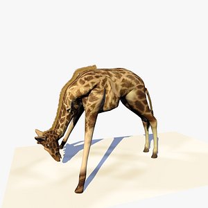 giraffe eating grass realistic 3d model
