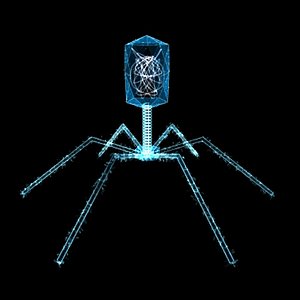 Bacteriophage Virus