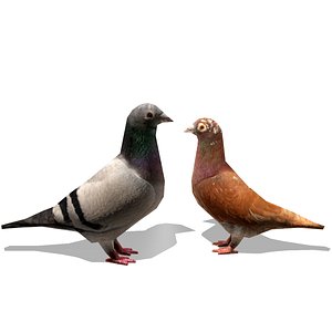 3d model birds pigeons