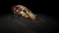 lacewing The larvae / insects