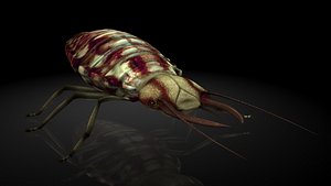 lacewing The larvae / insects