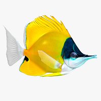 Fish Forcipiger Flavissimus Low-poly