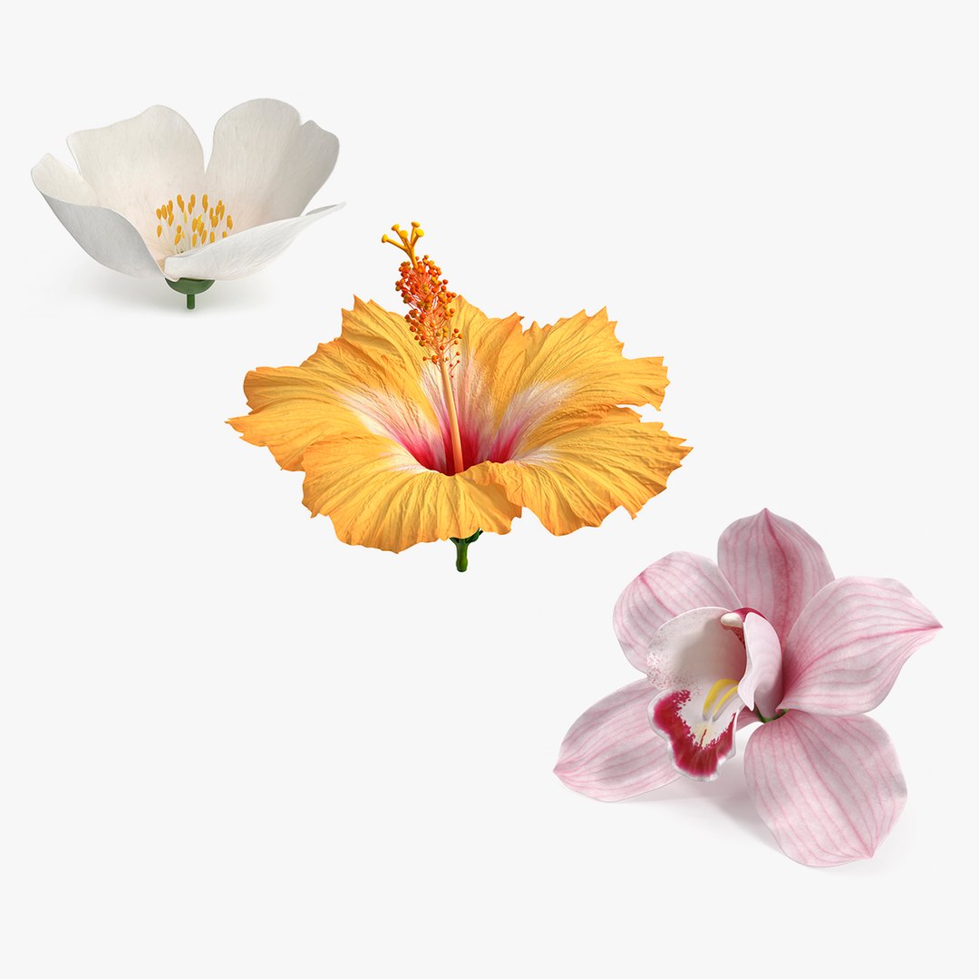 Flowers Collection 15 3D model preview