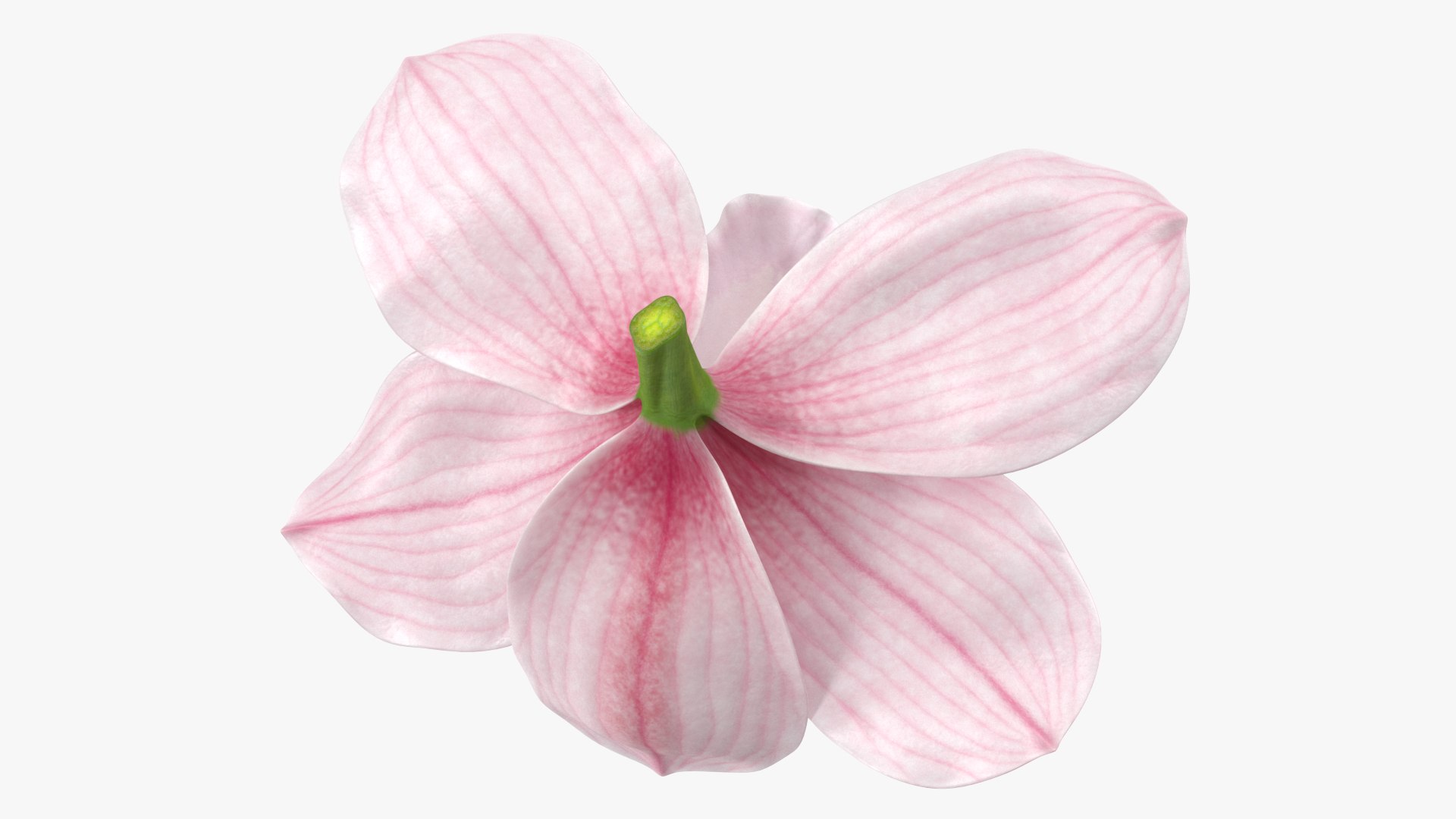 Flowers Collection 15 3D model https://p.turbosquid.com/ts-thumb/hG/fn49it/6m/flowerscollection15mb3dmodel018/jpg/1708315306/1920x1080/fit_q87/1496a106dc710eda27a99ba91d7fdcebb6dc6474/flowerscollection15mb3dmodel018.jpg