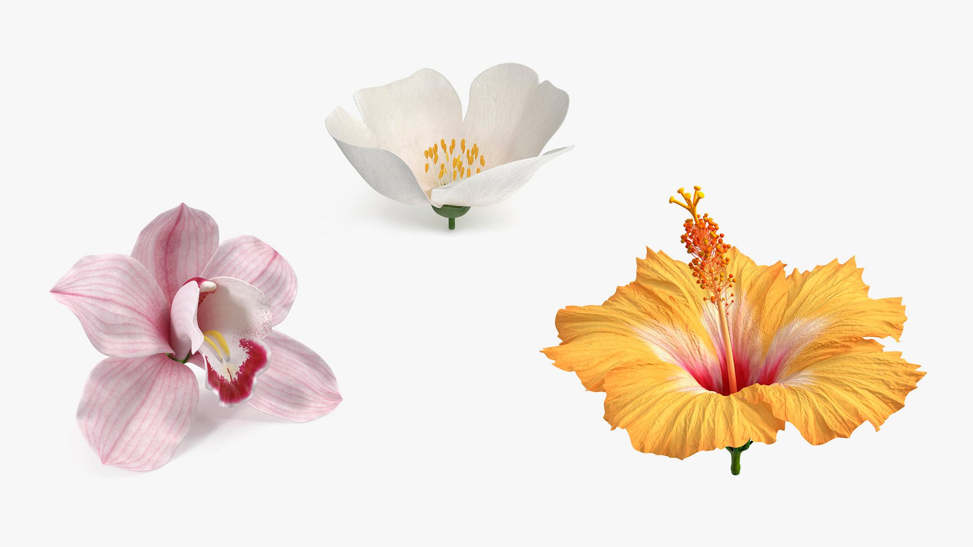 Flowers Collection 15 3D model https://p.turbosquid.com/ts-thumb/hG/fn49it/PT/flowerscollection15mb3dmodel001/jpg/1708313918/1920x1080/fit_q87/477d59c97d7a1b835e7d141736ab0234c10f7466/flowerscollection15mb3dmodel001.jpg