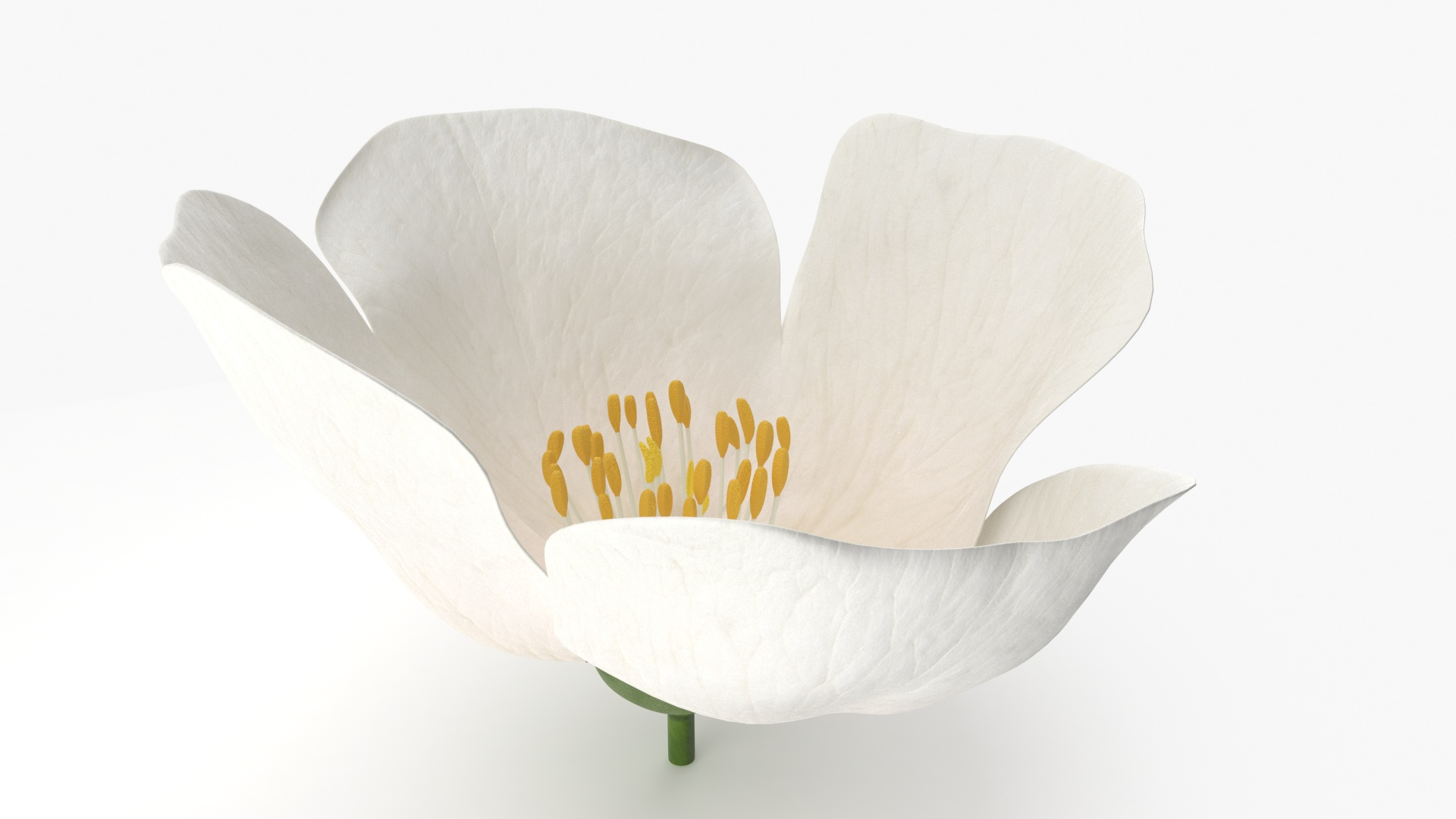 Flowers Collection 15 3D model https://p.turbosquid.com/ts-thumb/hG/fn49it/SP/jasmine_flower_360/jpg/1708314974/1920x1080/turn_fit_q99/ac733d964e3fdf126c784eca977f030d1f8e447c/jasmine_flower_360-1.jpg