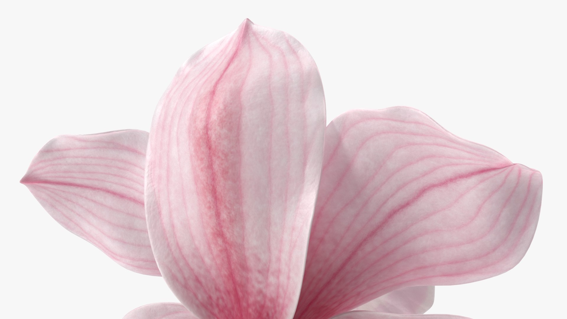 Flowers Collection 15 3D model https://p.turbosquid.com/ts-thumb/hG/fn49it/eG/flowerscollection15mb3dmodel021/jpg/1708315319/1920x1080/fit_q87/4fa91fc17f2ef3231b335df06529609ea8dd0cd9/flowerscollection15mb3dmodel021.jpg