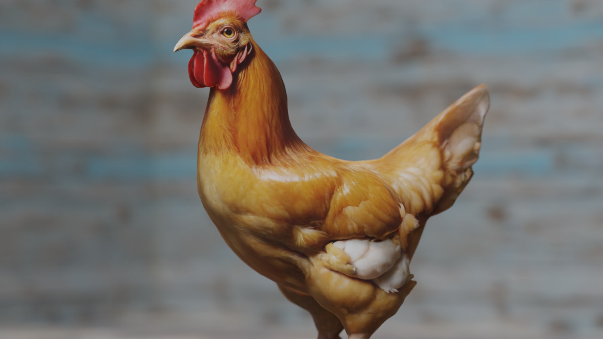 3D Chicken Model - TurboSquid 2377970