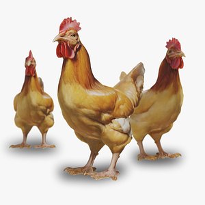 3D Chicken model