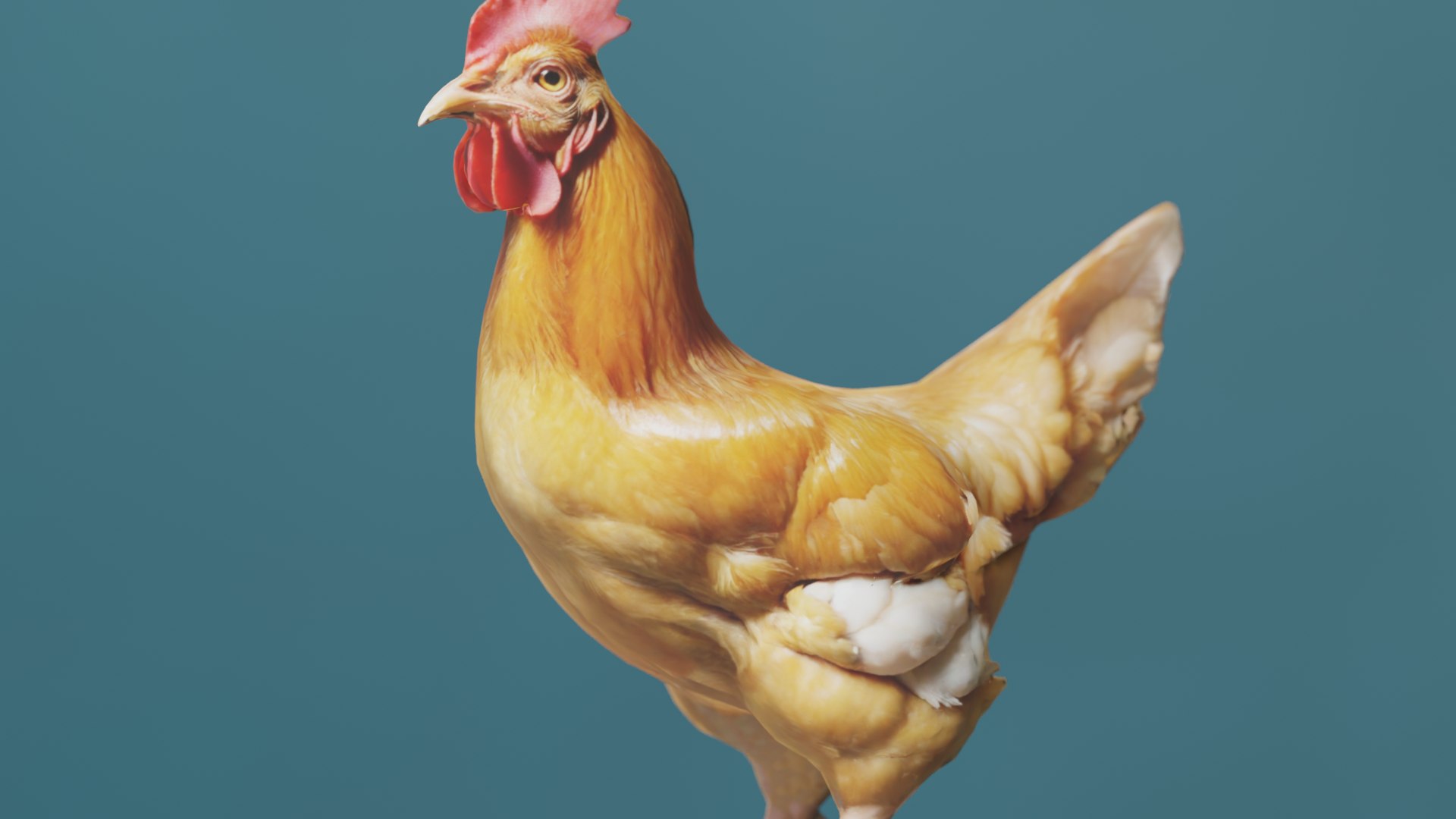 3D Chicken Model - TurboSquid 2377970