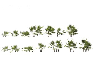 3D Chuniophoenix hainanensis - Hainan fan palm 01