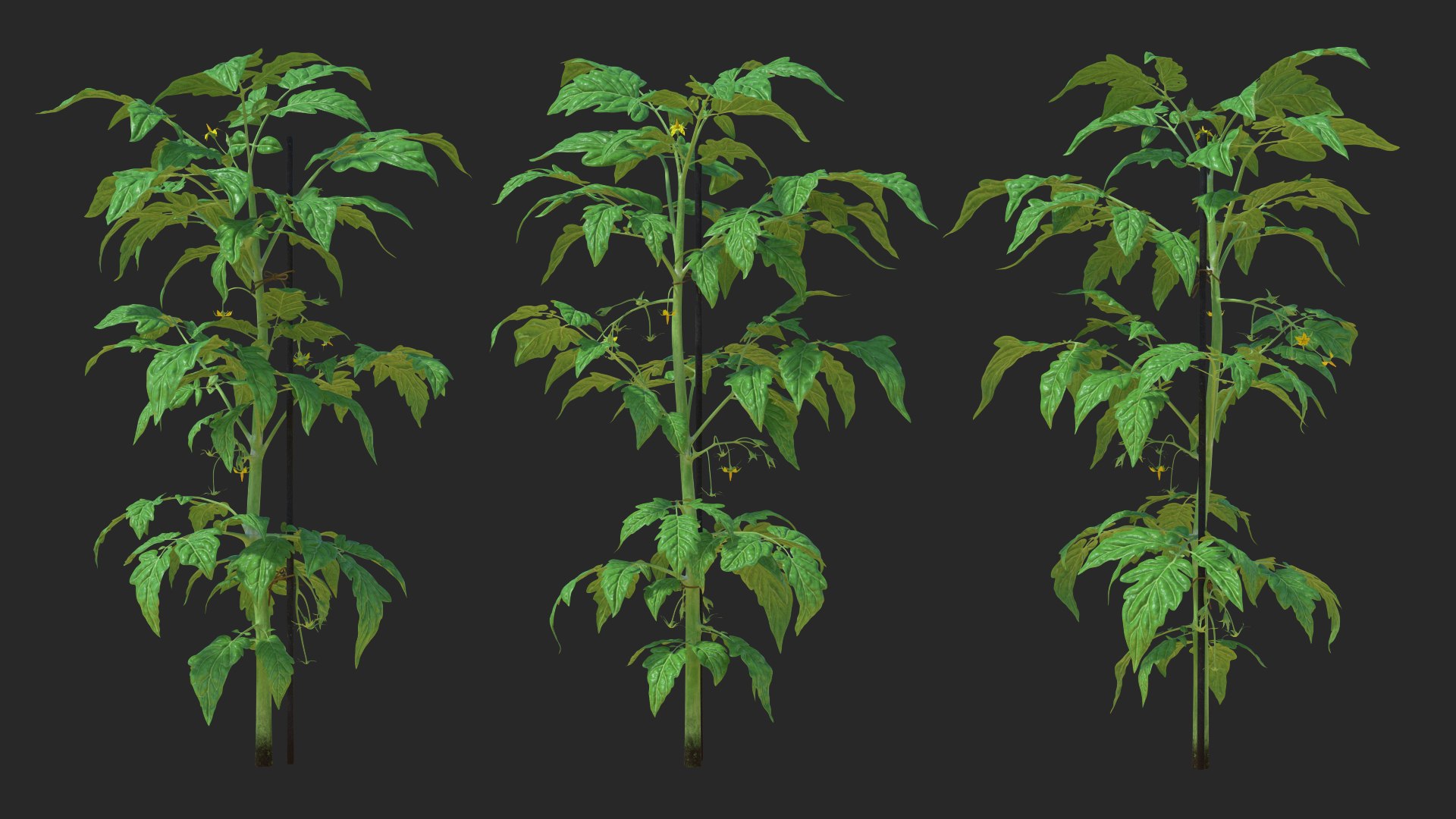 green stem tomato leaves 3D model https://p.turbosquid.com/ts-thumb/hG/ytYOzQ/404RB28z/greenstemandtomatoleavesmb3dmodel002/jpg/1583955104/1920x1080/fit_q87/6368c7d4c890b1ada652501f1b2d32e07f70f3b3/greenstemandtomatoleavesmb3dmodel002.jpg