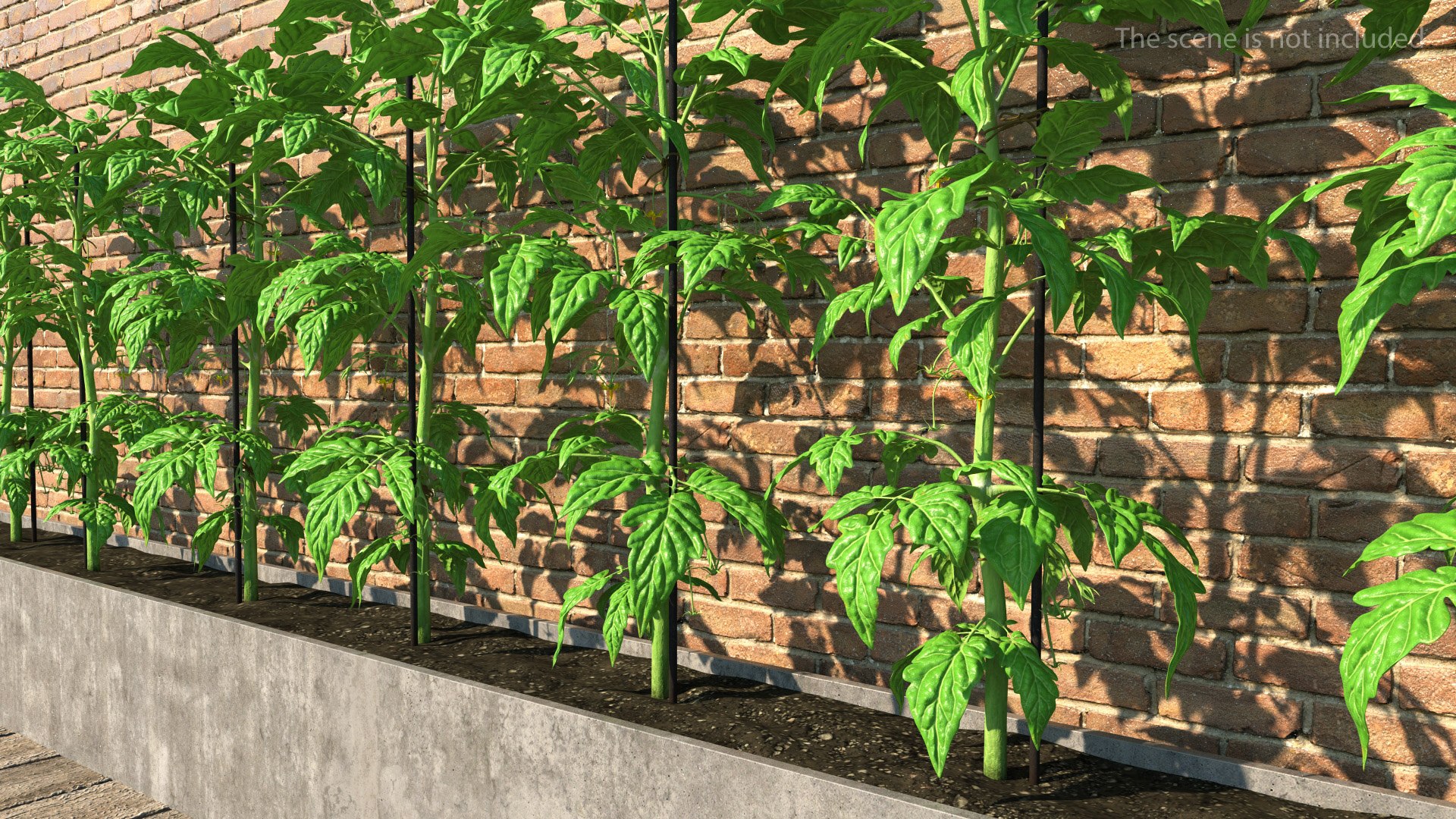 Green Stem and Tomato Leaves 3D model preview