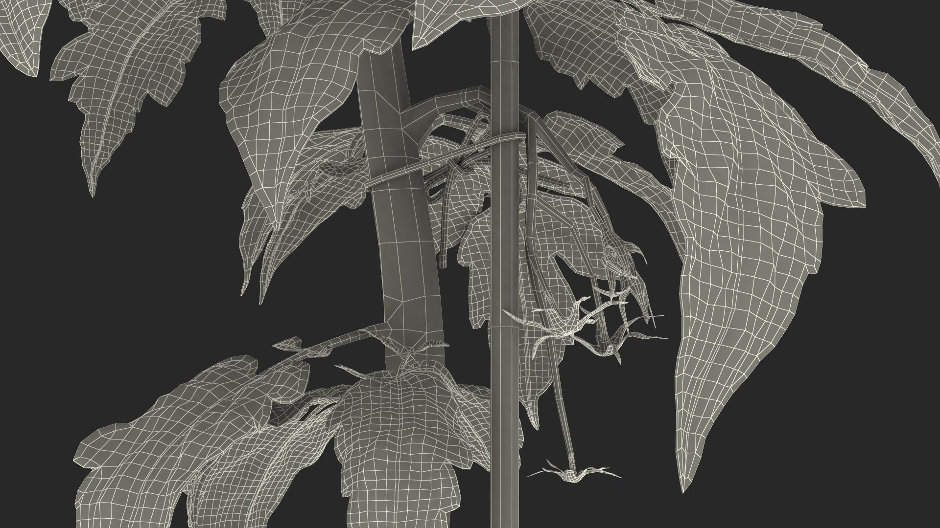 green stem tomato leaves 3D model https://p.turbosquid.com/ts-thumb/hG/ytYOzQ/AdkpK3Bv/greenstemandtomatoleavesmb3dmodel020/jpg/1583955446/1920x1080/fit_q87/820ae32c65b190b1d047c64d27383a8ab3128dd9/greenstemandtomatoleavesmb3dmodel020.jpg