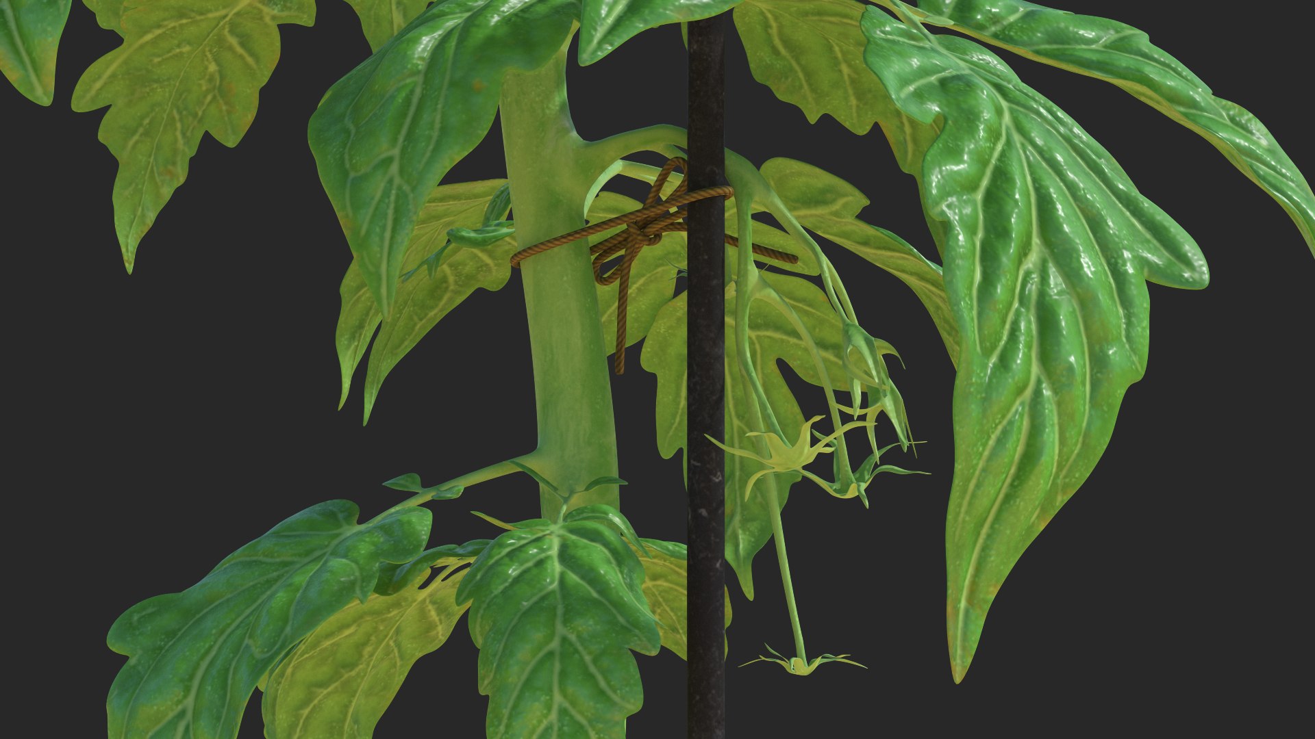 green stem tomato leaves 3D model https://p.turbosquid.com/ts-thumb/hG/ytYOzQ/LfgrjM0M/greenstemandtomatoleavesmb3dmodel007/jpg/1583955130/1920x1080/fit_q87/021332c58377207ecba81594528b4ad536a2f14a/greenstemandtomatoleavesmb3dmodel007.jpg