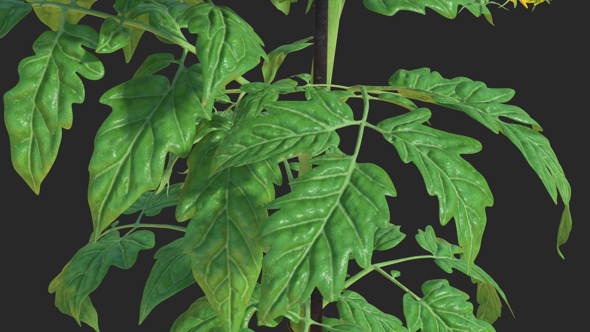 green stem tomato leaves 3D model https://p.turbosquid.com/ts-thumb/hG/ytYOzQ/M1u7aasy/greenstemandtomatoleavesmb3dmodel008/jpg/1583955134/1920x1080/fit_q87/c8bfcaca51d2da8325f9164fd1caaad8dc3bb861/greenstemandtomatoleavesmb3dmodel008.jpg