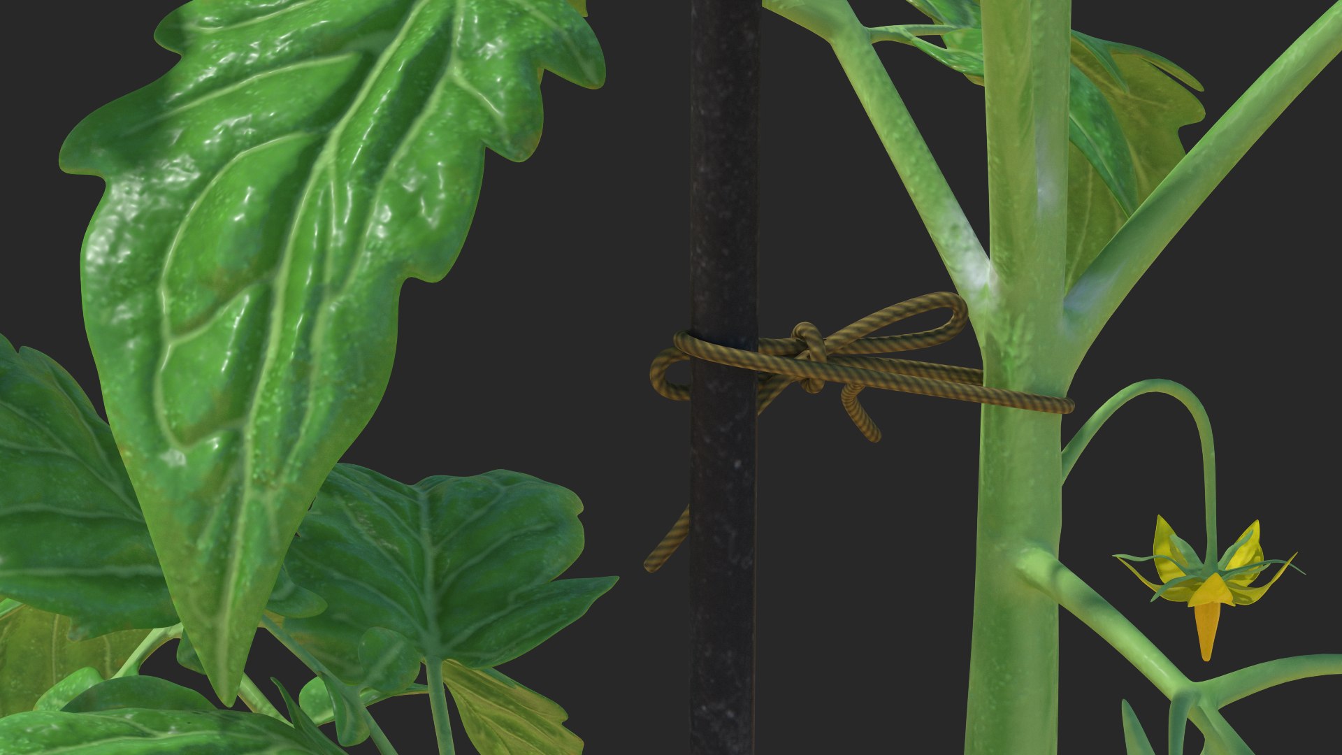 green stem tomato leaves 3D model https://p.turbosquid.com/ts-thumb/hG/ytYOzQ/WUr3Alp9/greenstemandtomatoleavesmb3dmodel006/jpg/1583955123/1920x1080/fit_q87/c809888941f4b04a4c875d1e5c4673c73513b9a8/greenstemandtomatoleavesmb3dmodel006.jpg