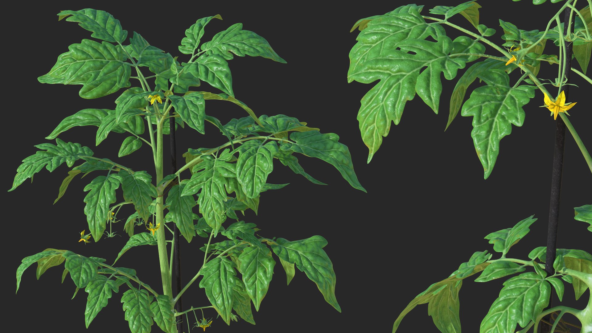 green stem tomato leaves 3D model https://p.turbosquid.com/ts-thumb/hG/ytYOzQ/dpjy9wqA/greenstemandtomatoleavesmb3dmodel004/jpg/1583955116/1920x1080/fit_q87/f665cb2707497f20c5269eaa2ebeeee95630c57e/greenstemandtomatoleavesmb3dmodel004.jpg