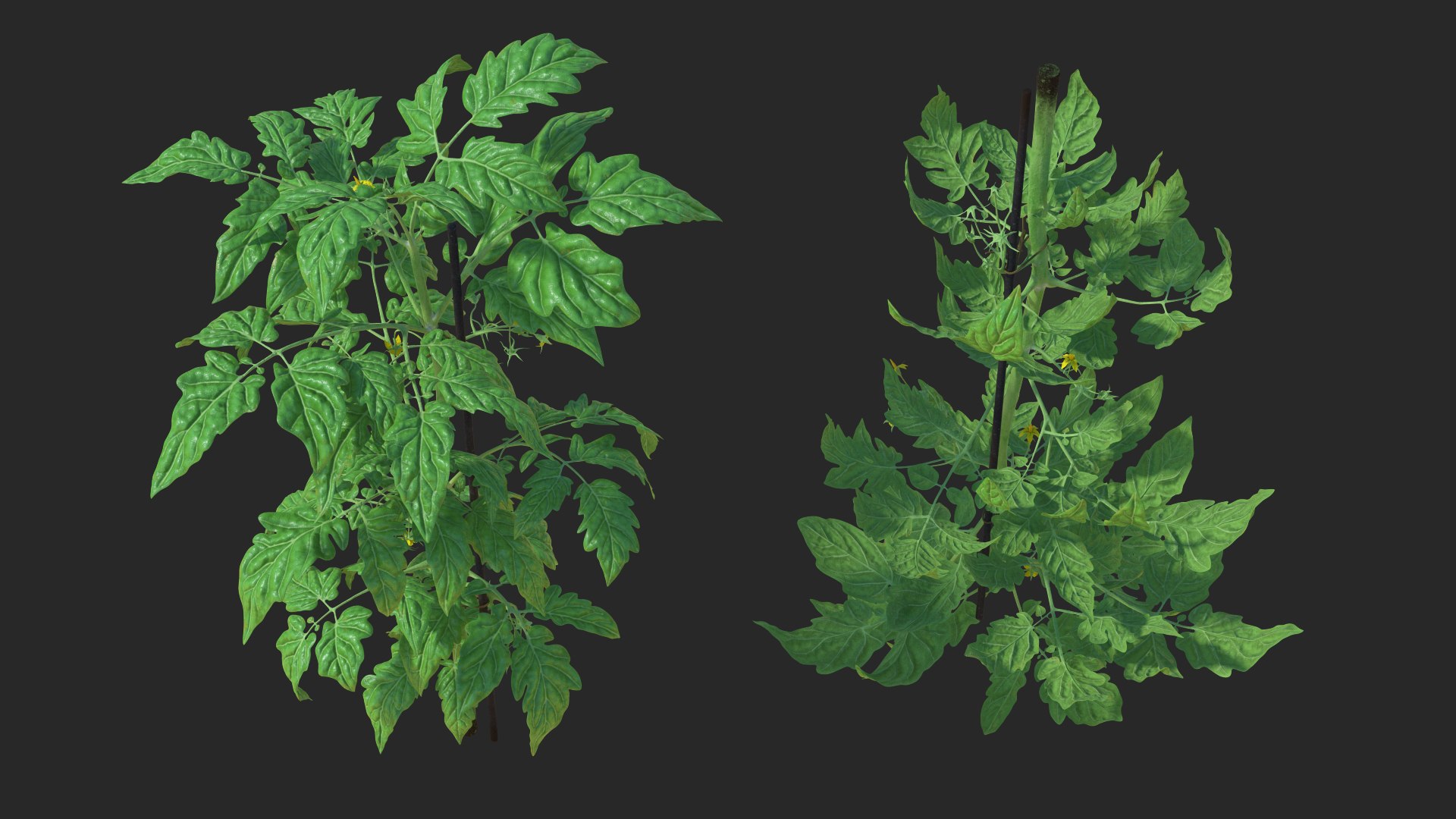 green stem tomato leaves 3D model https://p.turbosquid.com/ts-thumb/hG/ytYOzQ/fsa344p1/greenstemandtomatoleavesmb3dmodel003/jpg/1583955107/1920x1080/fit_q87/2067c37e4a159e44a00b65da407b5575905475a9/greenstemandtomatoleavesmb3dmodel003.jpg