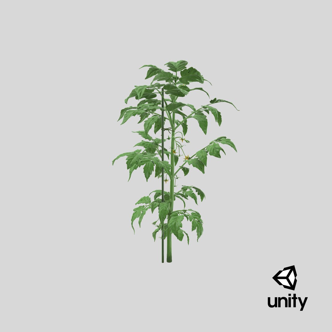 green stem tomato leaves 3D model https://p.turbosquid.com/ts-thumb/hG/ytYOzQ/gA/stemcell_unity_render/png/1625933472/1920x1080/fit_q87/cd3cb6b21c147c39aef6285ed23acce19200537e/stemcell_unity_render.jpg