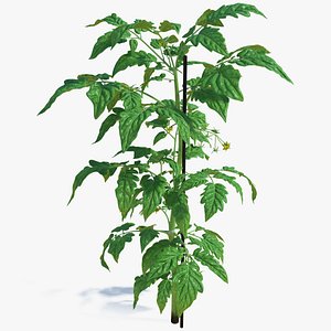 Green Stem and Tomato Leaves