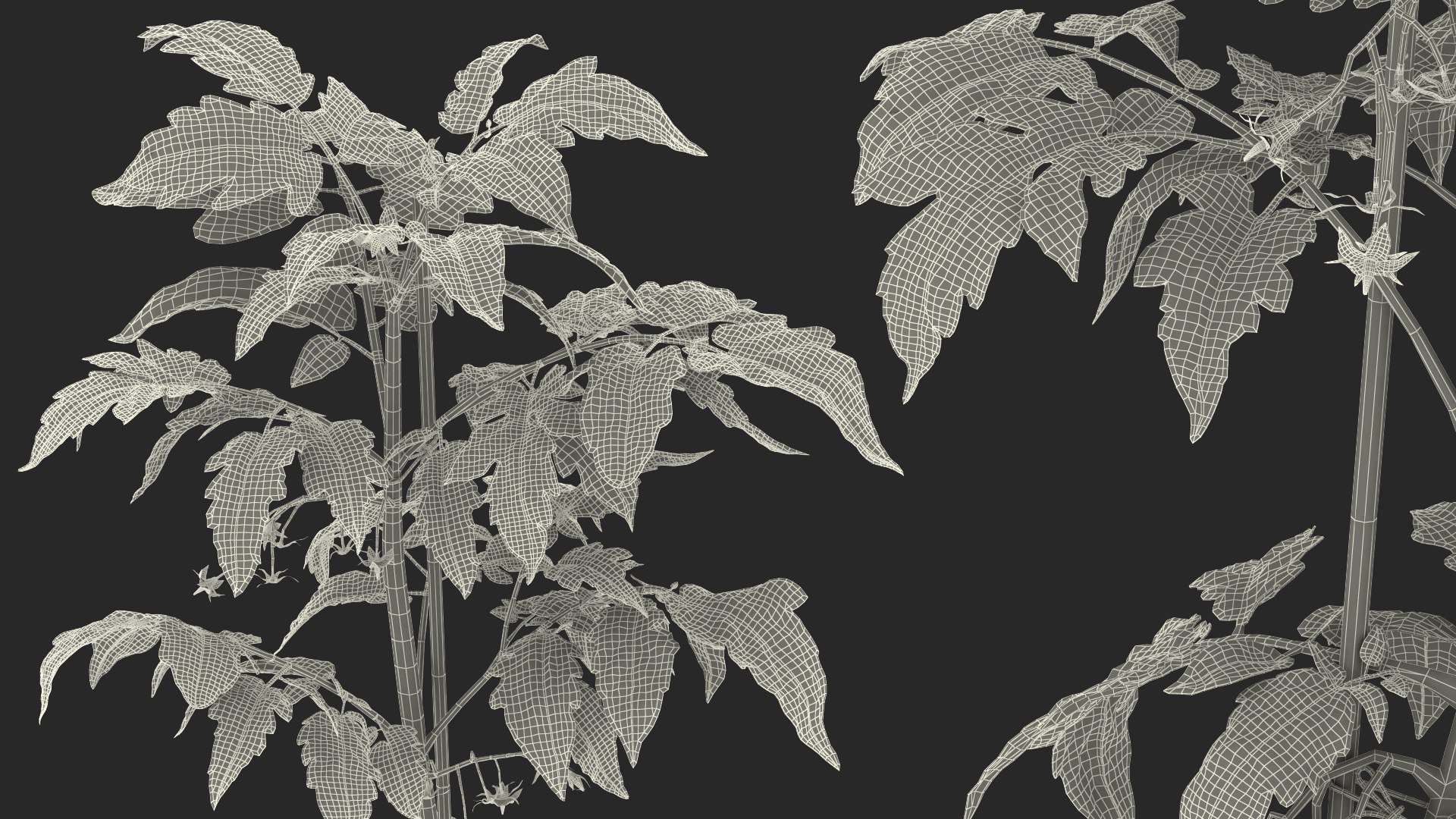 green stem tomato leaves 3D model https://p.turbosquid.com/ts-thumb/hG/ytYOzQ/lKJwpXJy/greenstemandtomatoleavesmb3dmodel018/jpg/1583955439/1920x1080/fit_q87/e548fae7f4b5dd72f4c946408a2d512f2a4e35a9/greenstemandtomatoleavesmb3dmodel018.jpg