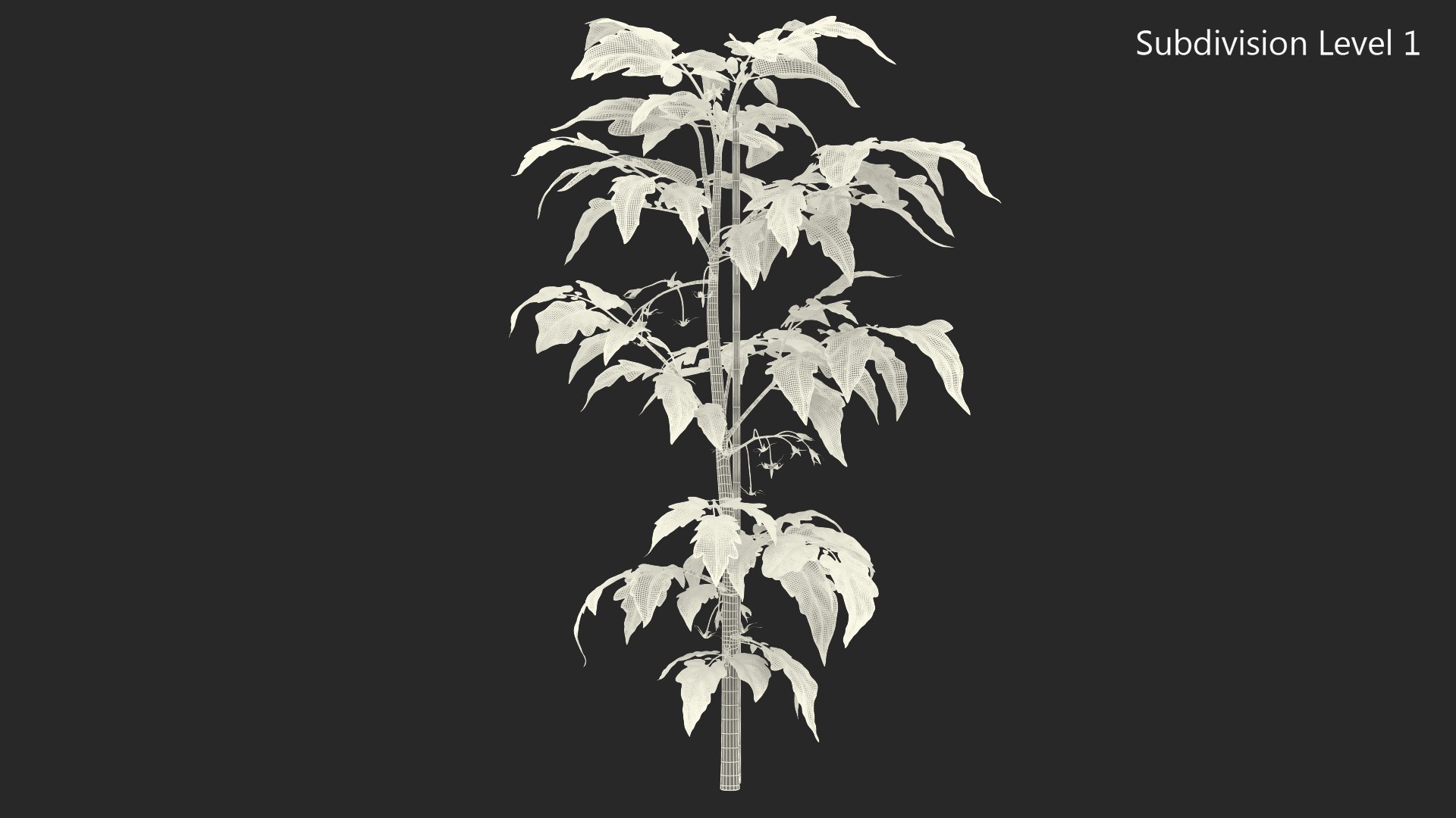 green stem tomato leaves 3D model https://p.turbosquid.com/ts-thumb/hG/ytYOzQ/nqjTnevi/greenstemandtomatoleavesmb3dmodel011/jpg/1583955281/1920x1080/fit_q87/980db552a840341b0d8efe5e0578748ae28b1459/greenstemandtomatoleavesmb3dmodel011.jpg