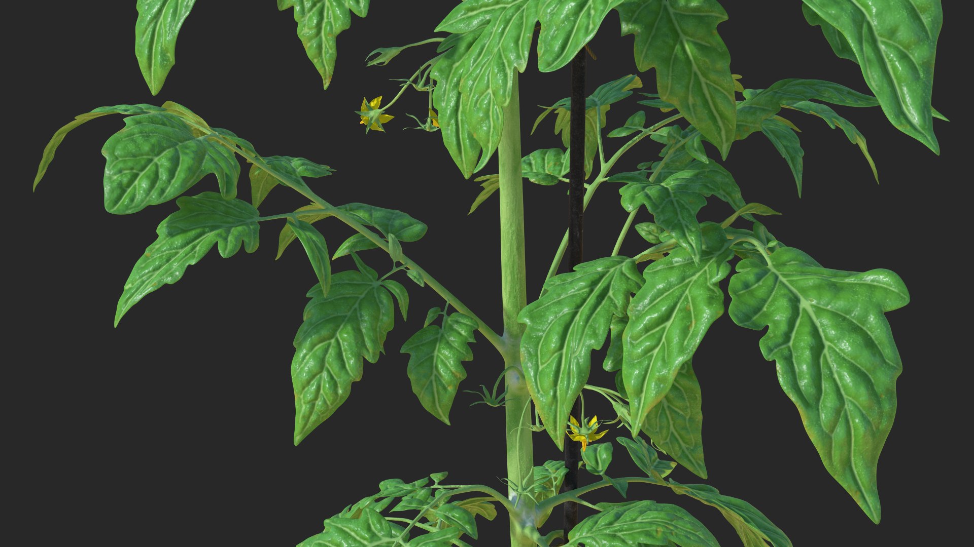 green stem tomato leaves 3D model https://p.turbosquid.com/ts-thumb/hG/ytYOzQ/vi6WAtWe/greenstemandtomatoleavesmb3dmodel005/jpg/1583955119/1920x1080/fit_q87/274fee945ae9bb7255133f853ca667ba7a7ae9e7/greenstemandtomatoleavesmb3dmodel005.jpg