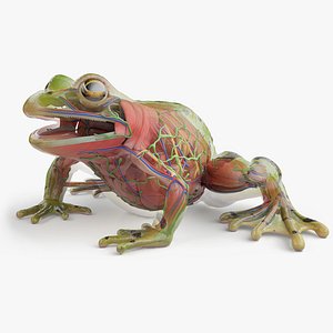 Full Frog Anatomy Static 3D