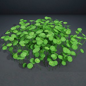 3D Hydrocotyle Vulgaris model