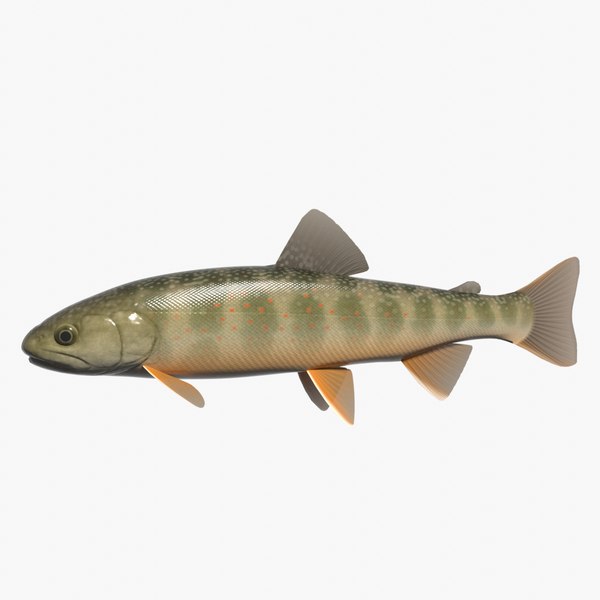 salvelinus osyoro 3d model