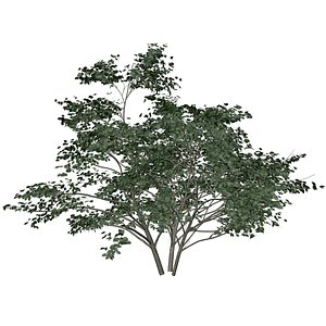 Kousa Dogwood Tree - 05 - 3D