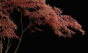 3D Chinese maple