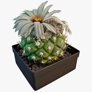 cactus coryphantha asterias
