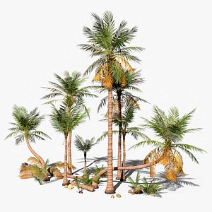 3D model Modular Coconut Palm Trees - Cocos Nucifera