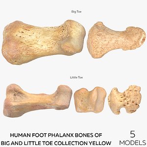 Human Foot Phalanx Bones of Big and Little Toe Collection Yellow - 5 models 3D model