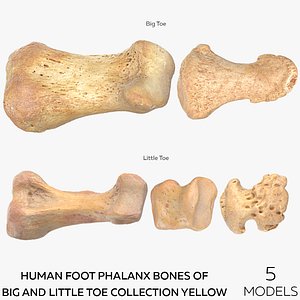 Human Foot Phalanx Bones of Big and Little Toe Collection Yellow - 5 models
