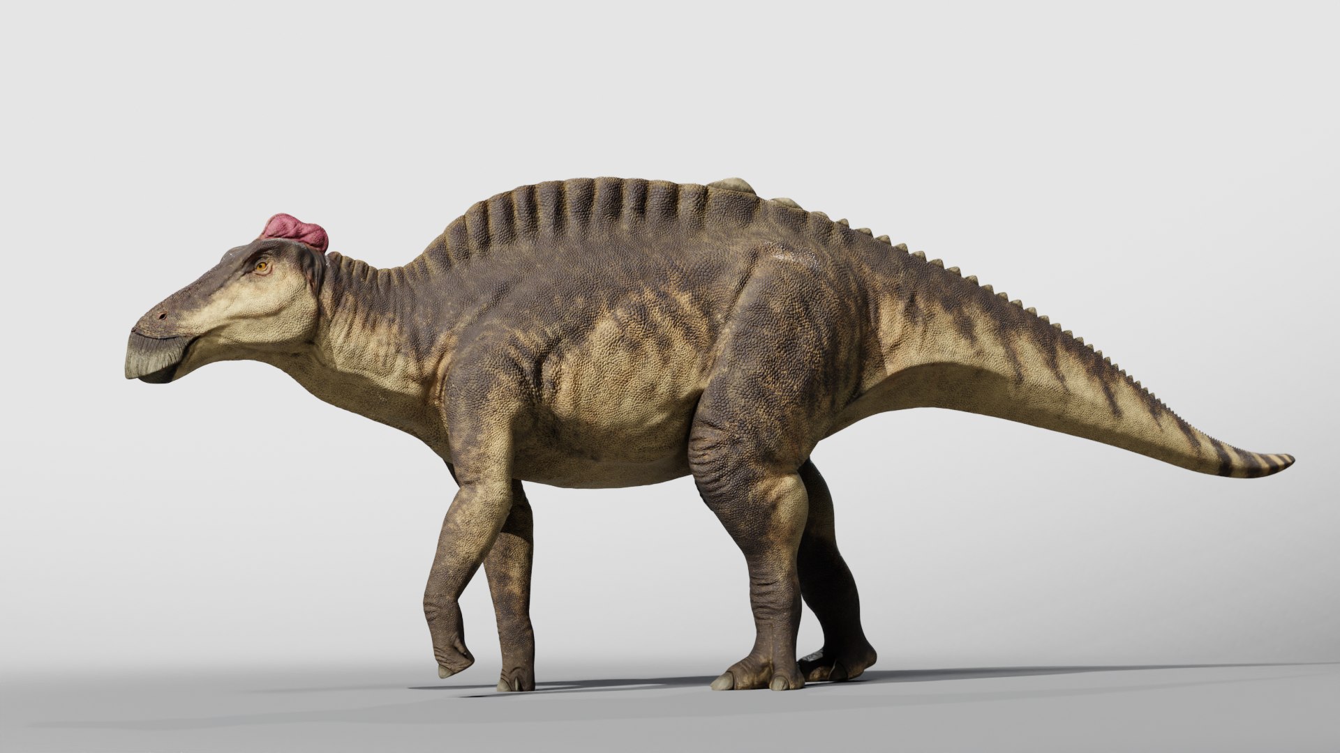 3D Edmontosaurus RIG model https://p.turbosquid.com/ts-thumb/hH/Y5r6cz/Rs/009/png/1767167022/1920x1080/fit_q87/a5014f94cc0dd08246e1332da5cee489e31807cd/009.jpg