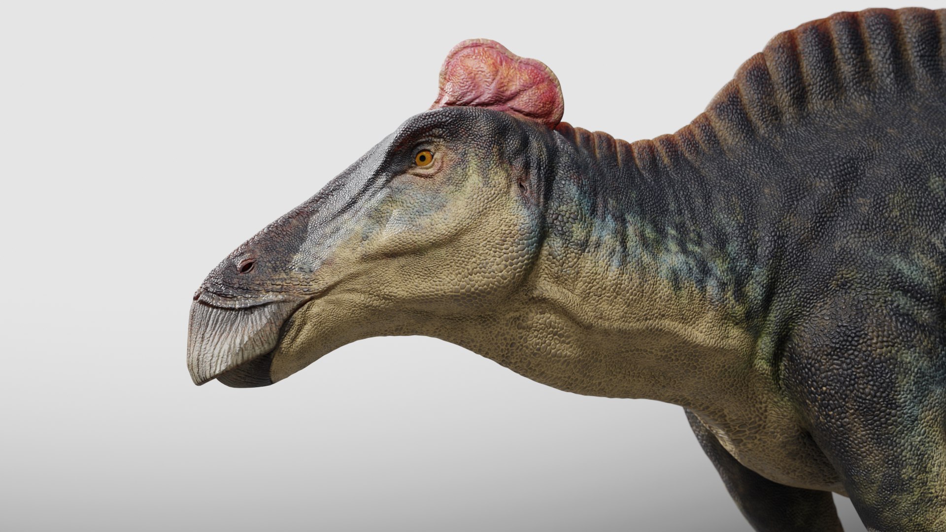 3D Edmontosaurus RIG model https://p.turbosquid.com/ts-thumb/hH/Y5r6cz/xW/0002/png/1767166218/1920x1080/fit_q87/a2cd17a92404d537b0b53deeeaebc4b7f80db13a/0002.jpg