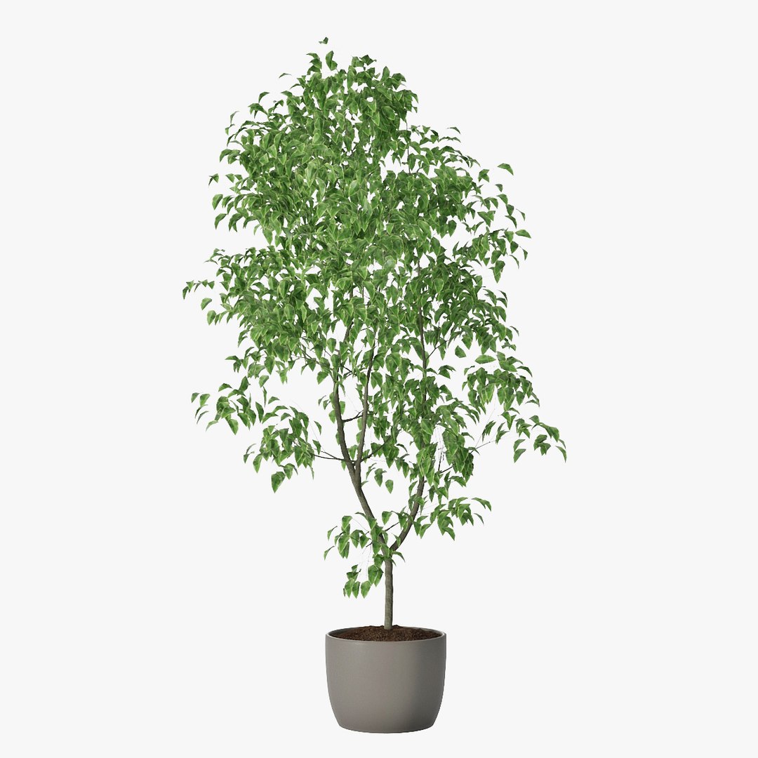 3D ficus benjamin https://p.turbosquid.com/ts-thumb/hH/ZXMTjT/2V8MAIwX/pr_01x/jpg/1565632857/1920x1080/fit_q87/20a9ad9ade659b06d8ba695da1a5810cab86a393/pr_01x.jpg
