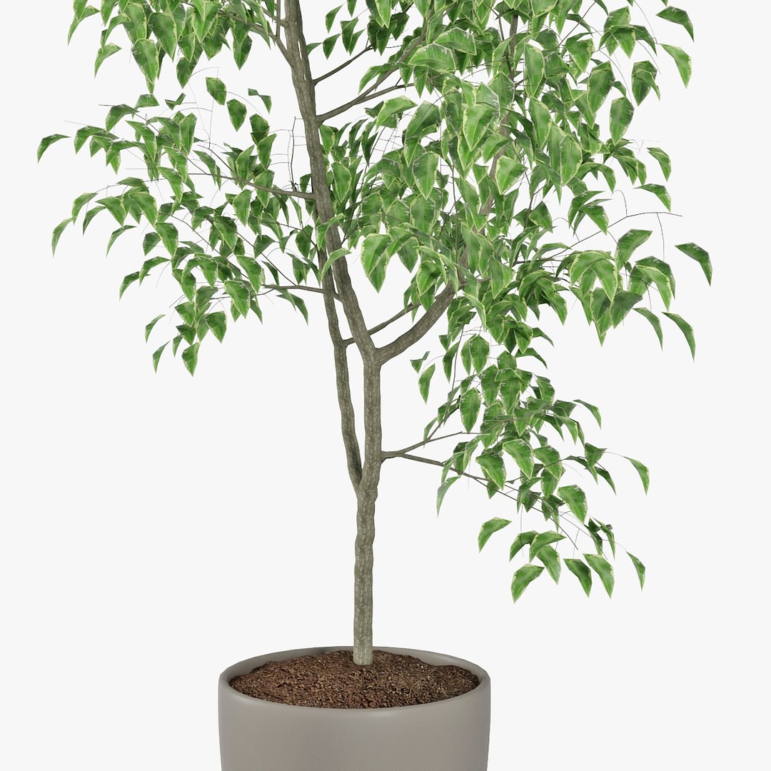 3D ficus benjamin https://p.turbosquid.com/ts-thumb/hH/ZXMTjT/FG0xFd9V/pr_09x/jpg/1565632857/1920x1080/fit_q87/a60d7c0c01513caeaca0e96b15355286af6a1c9b/pr_09x.jpg