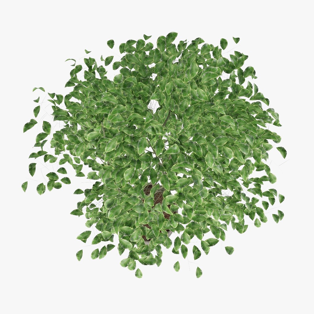 3D ficus benjamin https://p.turbosquid.com/ts-thumb/hH/ZXMTjT/KvF8QV5i/pr_05/jpg/1565632857/1920x1080/fit_q87/a204519e17f10d4f17b0a88ae929f8c2f78cd3b6/pr_05.jpg