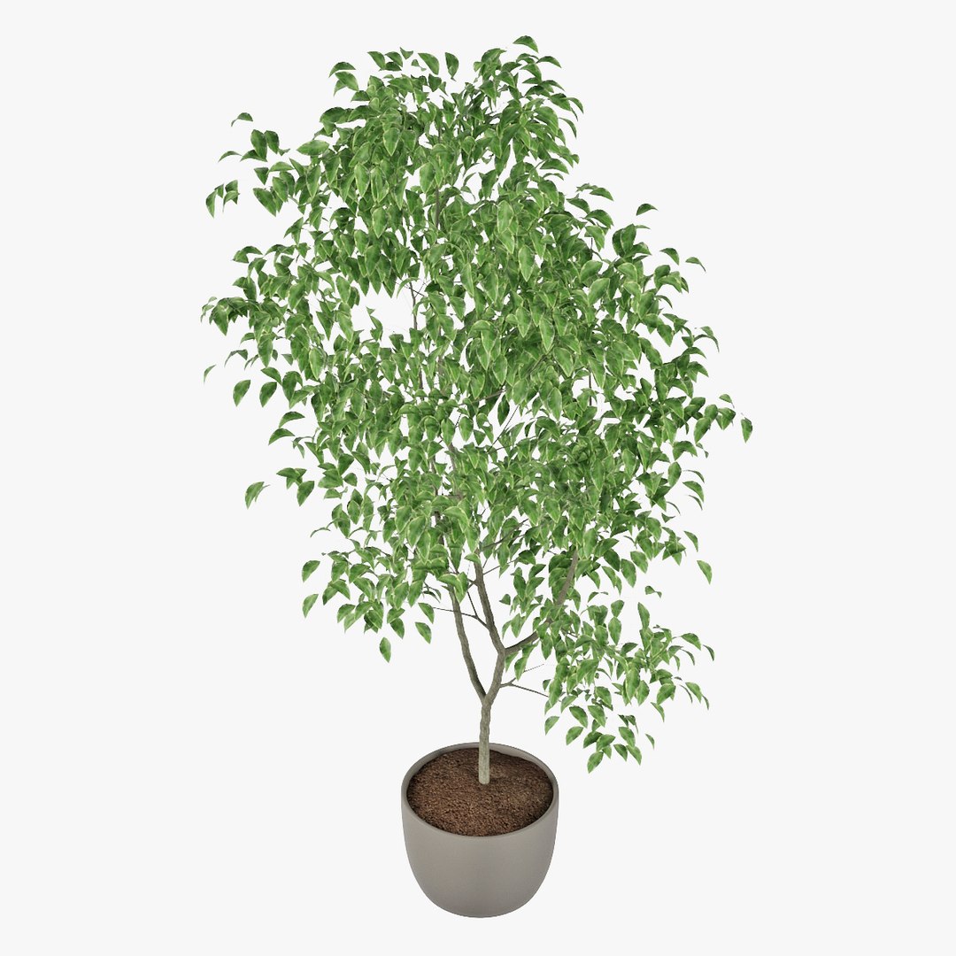 3D ficus benjamin https://p.turbosquid.com/ts-thumb/hH/ZXMTjT/OznEndFD/pr_07/jpg/1565632857/1920x1080/fit_q87/2d347337e0741ef2a5a9f454243a21de08187bc5/pr_07.jpg