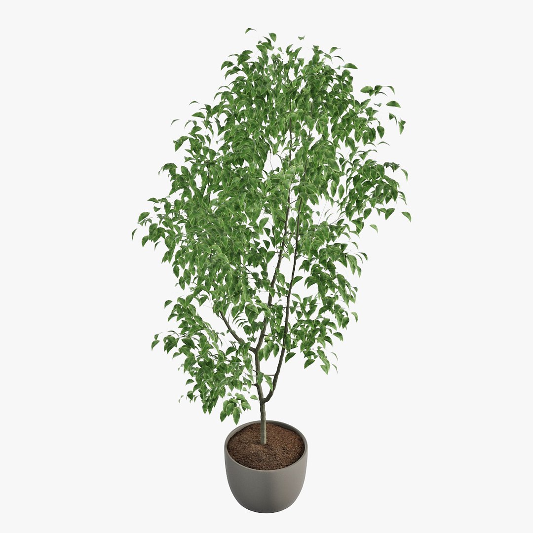 3D ficus benjamin https://p.turbosquid.com/ts-thumb/hH/ZXMTjT/TGqL7zOs/pr_03/jpg/1565632857/1920x1080/fit_q87/9f14ec1e90e21043977042274cc10bcbb1bb0d2f/pr_03.jpg